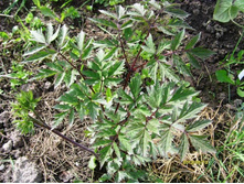 �������� ��.JPG