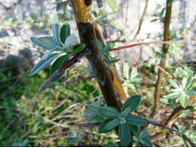 ��� �������.JPG