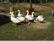 ��� ����.