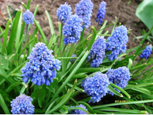 ������� ��������.JPG