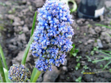 ������� �������� ��������.JPG