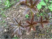 ��������� �������.JPG