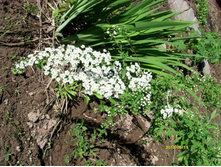 ������ .JPG