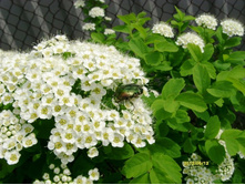 ������ � ���.JPG