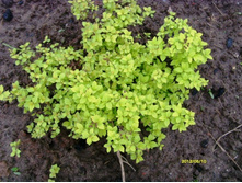 ������ ���� ���������.JPG