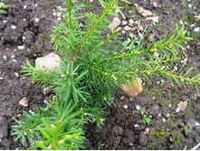 ���� �������.JPG