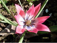 ������� �������.JPG