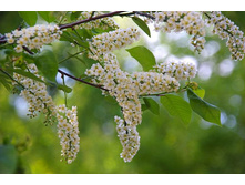 ��������� ������� �������