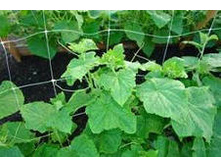 ����� ��������� 