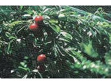 ����� �� ����