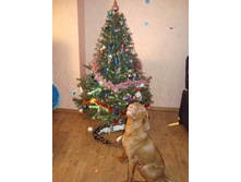 ������ ����.JPG