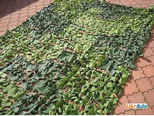 ���� ������������� �� ������� ������ (��������)