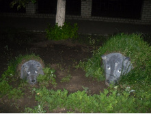 ������ - �����.jpg