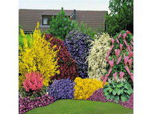 ����� ������� ��������.jpg