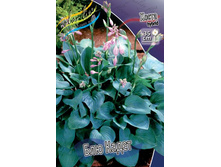 HOSTA BLUE CADET