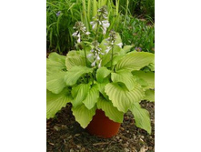 HOSTA HONEYBELLS NEW