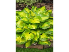  HOSTA LAKESIDE BANANA BAY NEW.