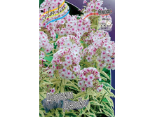 PHLOX DAVID NEW