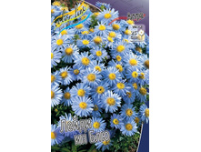����� Aster Lady In Blue
