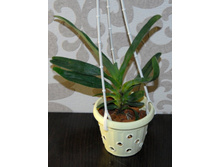 Angraecum sesquipedale1.jpg