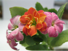 ��� �� ��������