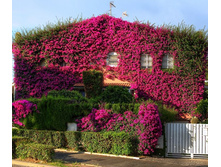 Bougainvillea05.jpg