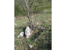 ��� ������ ����