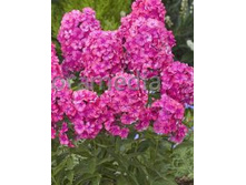 PHLOX CECILE HANBURY NEW_29.jpg