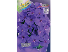 PHLOX THE KING_29.jpg