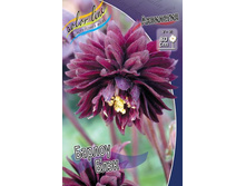 ��������� Aquilegia Barlow Black_19.jpg
