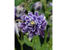 ��������� Aquilegia Barlow Christa_19.jpg