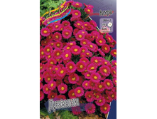 ����� Aster Jenny (dumosus)_33.jpg