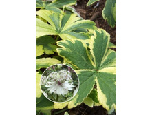 ��������� Astrantia Sunningdale Variegated new_78.jpg