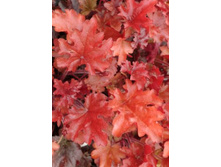 ������� ��� ������_162.jpg