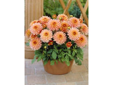 �������� ������� �����������12 ���������, h-40��, 10-15��_70.jpg