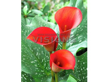 ����� ��� �����_48.jpg