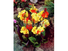 ����� Canna (brown) Cleopatra new_40.jpg