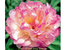 ���� ����� �������_295.jpg