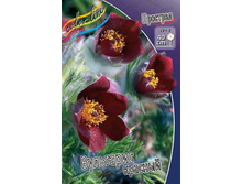�������� pulsatilla red bells_43.jpg
