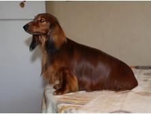 ����-���-�� ������