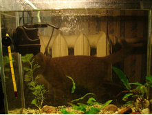 ����������� ���