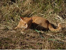 ������ �����