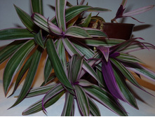 ��� Stripe me Pink