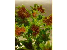 ���������� ���� Vancouver Centenial 