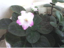 �������� optima dali?_������ ��������