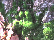 ������� ���