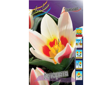 4524304_Tulipa_Authority.jpg