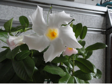 ����������- ������ ��������