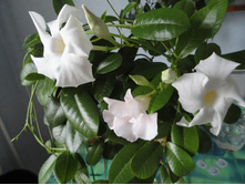 ���������� 2.JPG