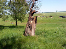 01.06.2009 ������